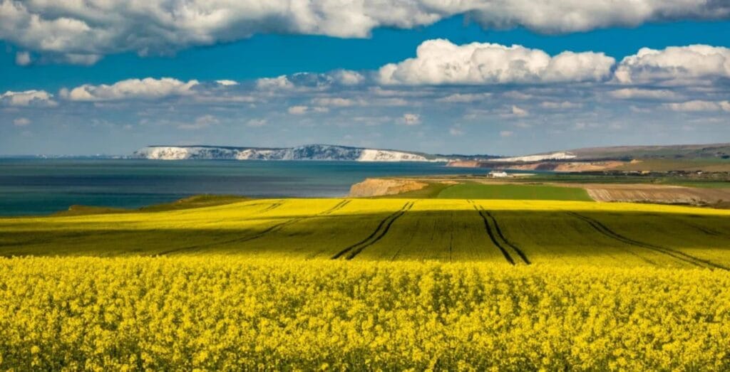 A field of rapeseed flowers with the White Cliffs of Freshwater Bay behind it.