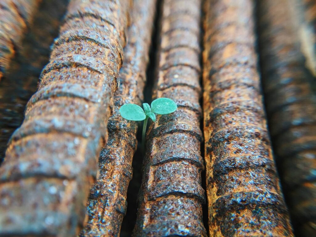 Green leaves sprouting from rusty pipes