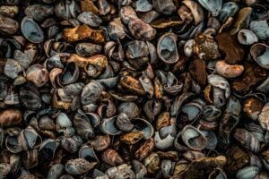 Lots of shells found on the beach by nick fewings