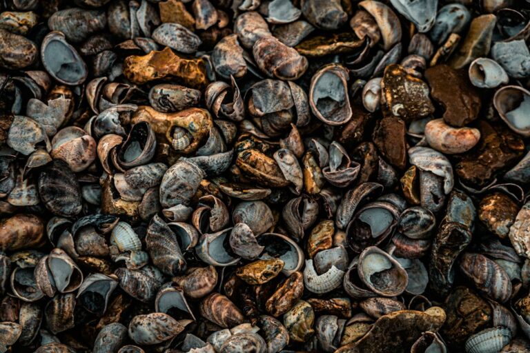 Lots of shells found on the beach by nick fewings