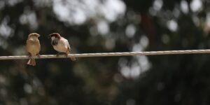 Two sparrows chattering away to each other on a wire