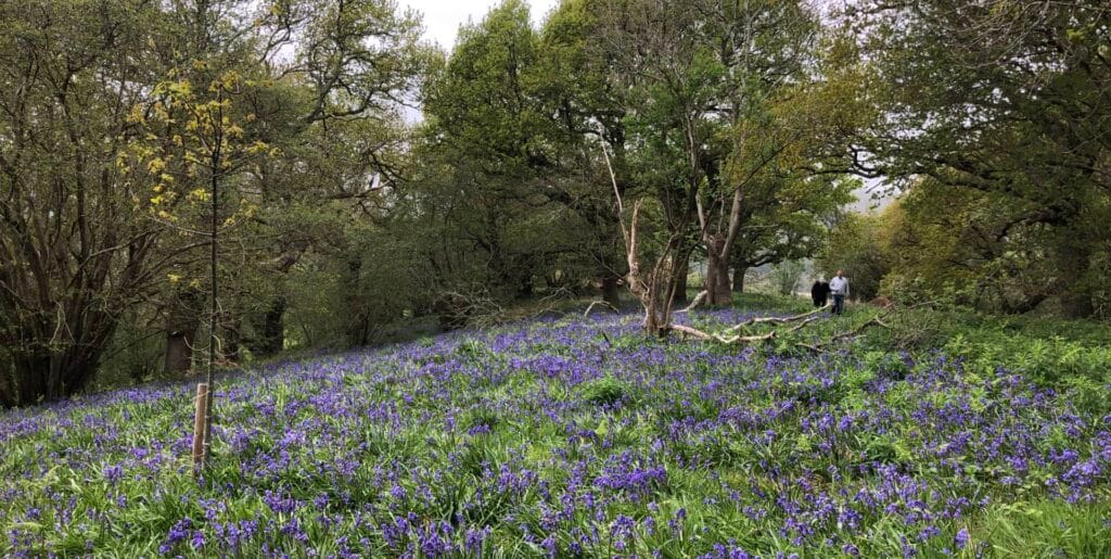 Bluebell Walk at East Knighton Woods