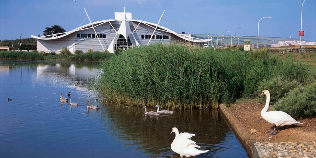 Dinosaur Isle in the background, swans on canoe lake in the foreground