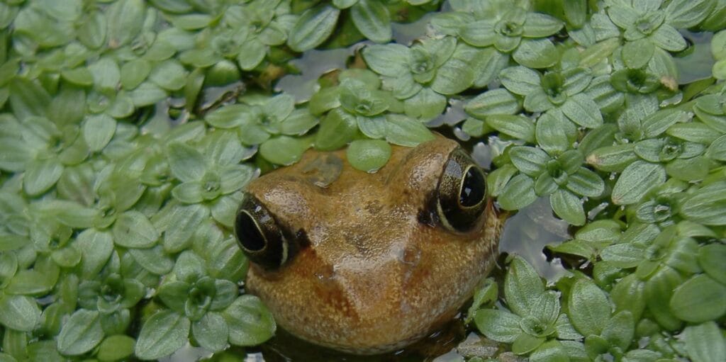 Frog in a pond