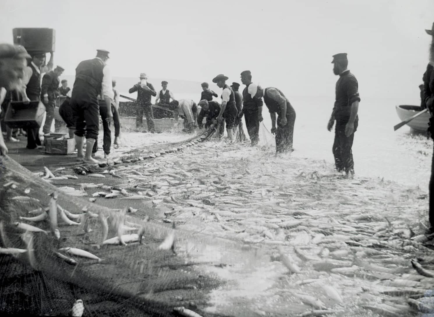 Black and white photo of fishermen on the beach with a large net full of fish