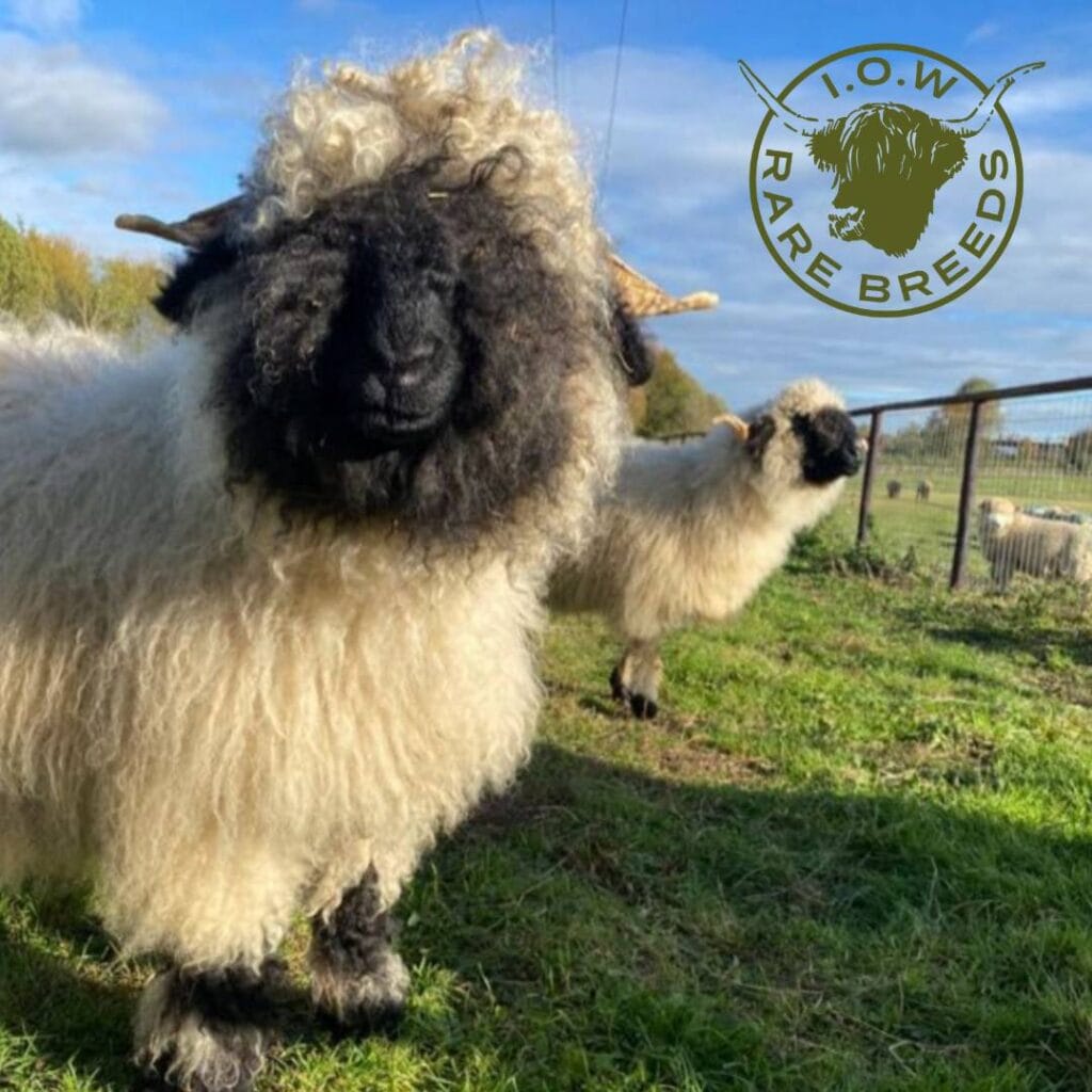 Gina the sheep at IOW Rare Breeds Farm